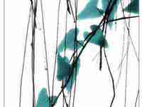 1980年属猴未来5年运势(1980年2022年属猴的运势详解)